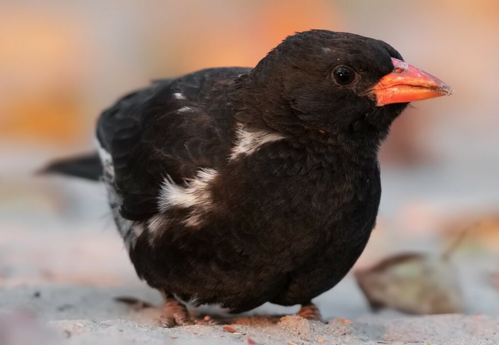 Buffalo Weaver