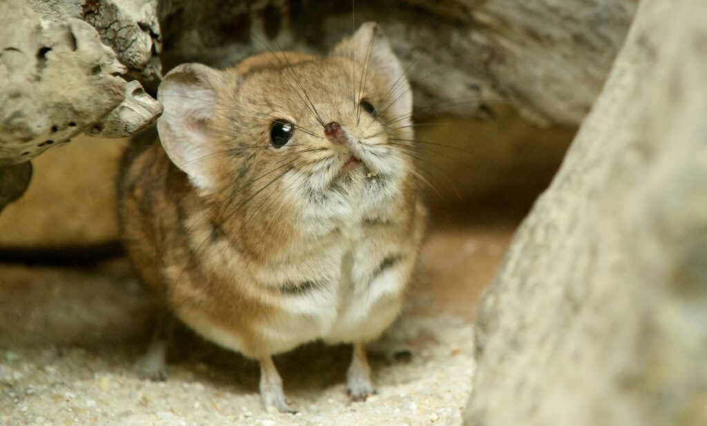 Elephant Shrew