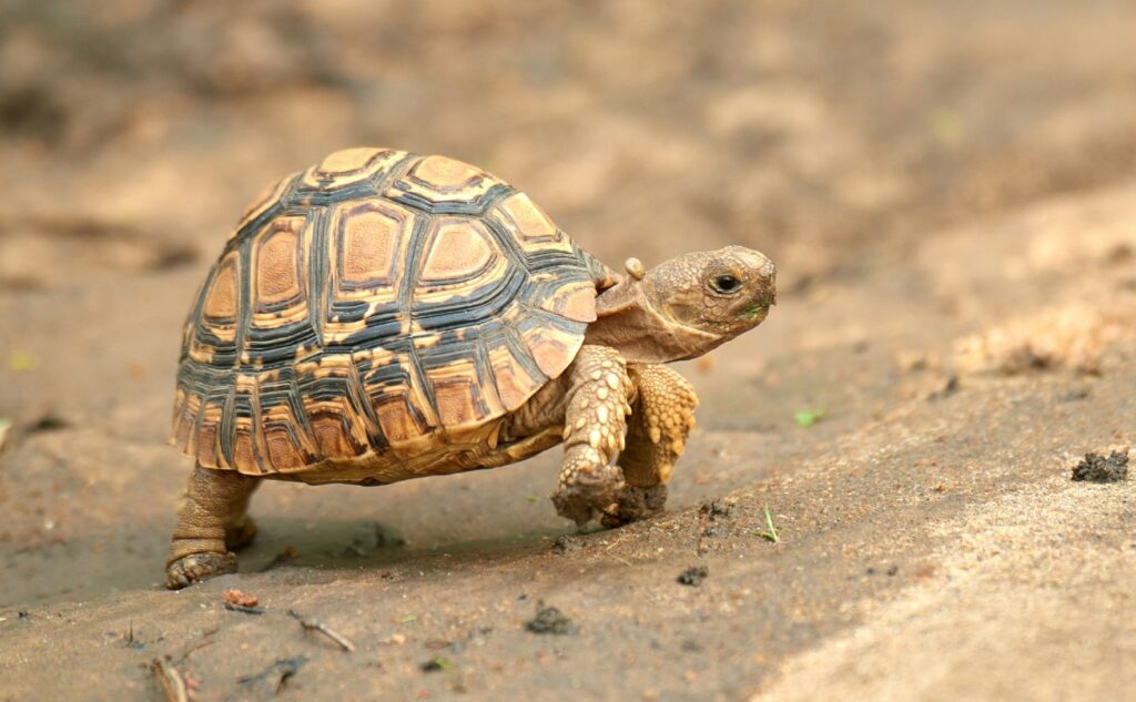 Leopard Tortoise