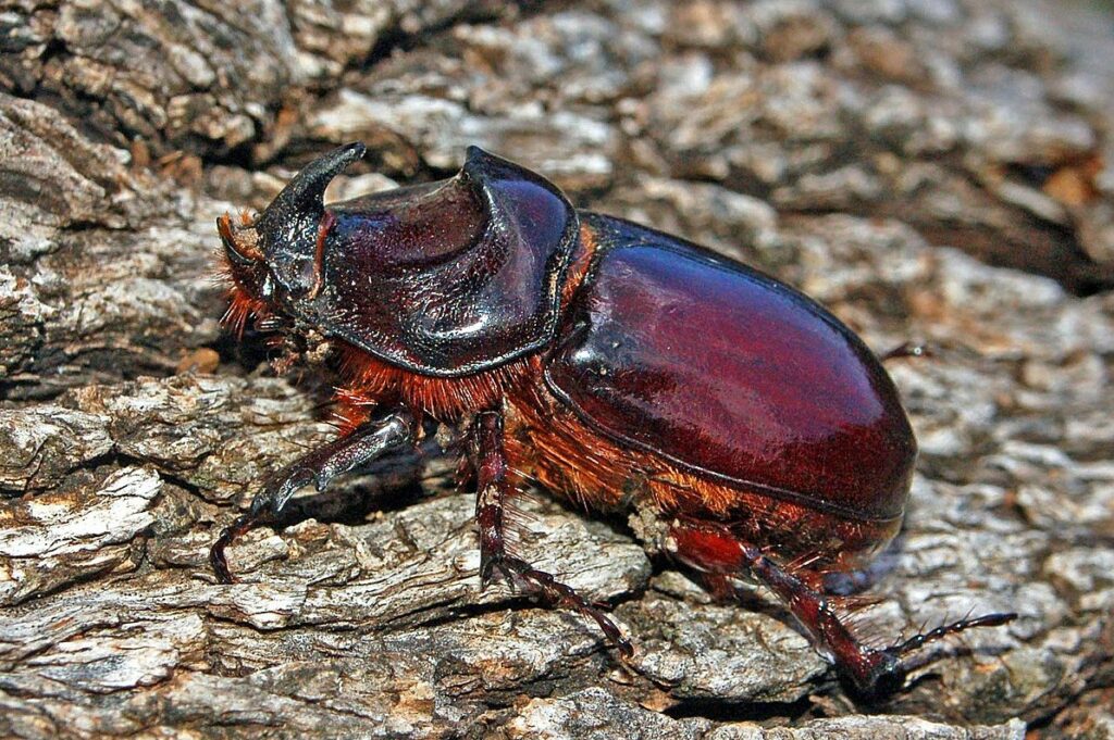 Rhino Beetle