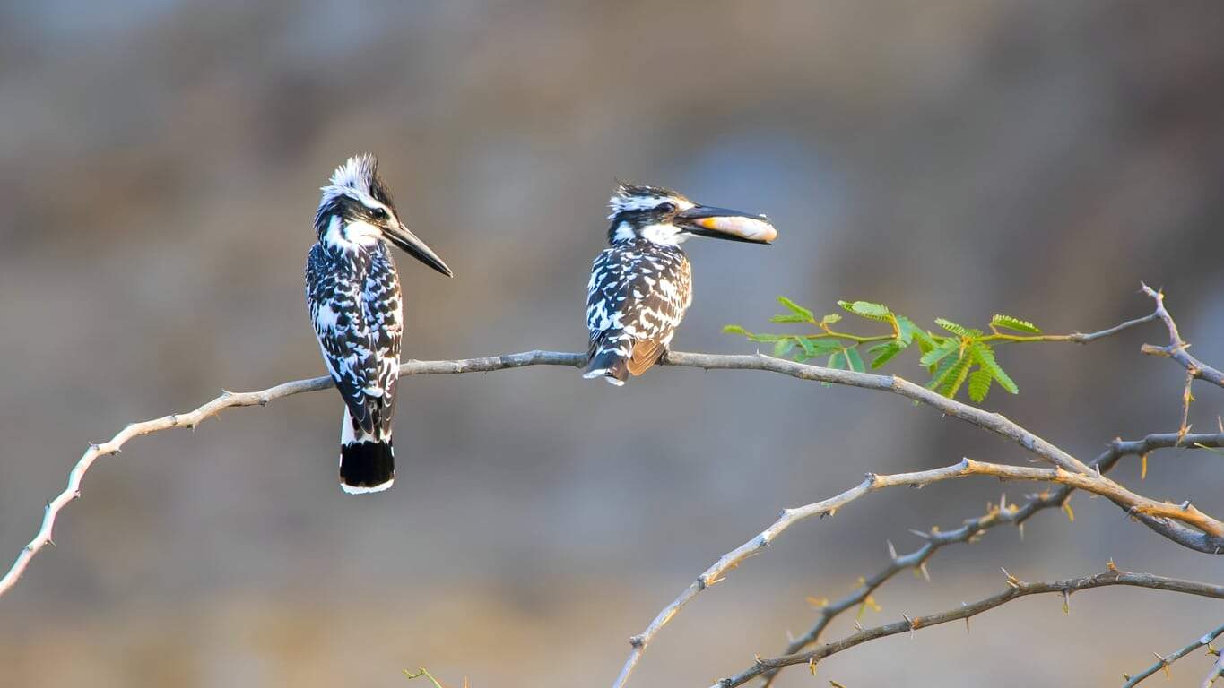 Birding Safaris