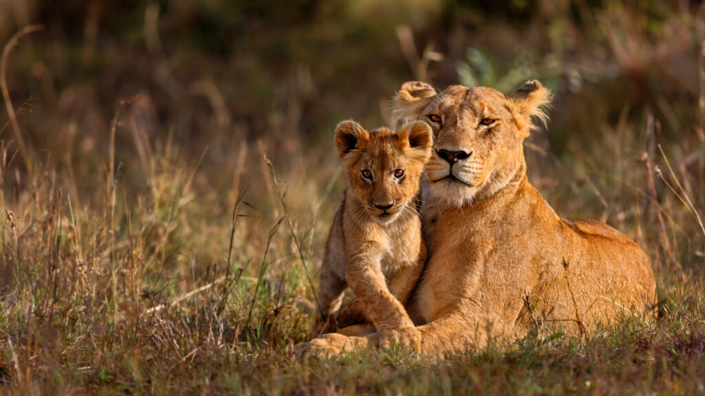 First-Time Safari Guide