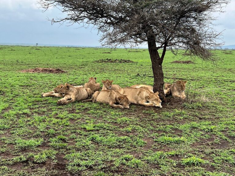 Osero Serengeti Luxury Tented Camp