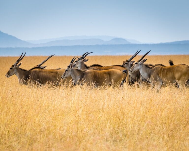 Sanctuary Swala Camp — Gallery 3