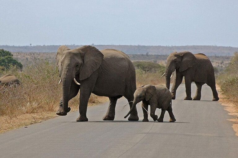 Kruger Shalati