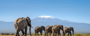 Angama Amboseli