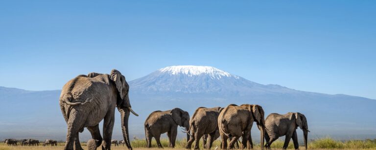 Angama Amboseli