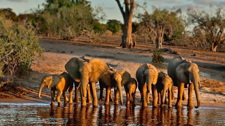 Chobe Game Lodge