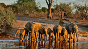 Chobe Game Lodge
