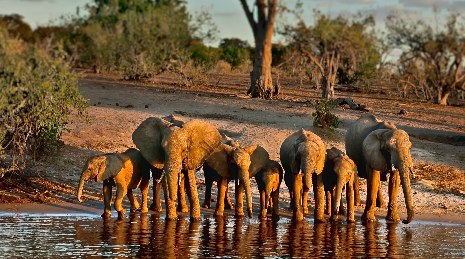 Chobe National Park