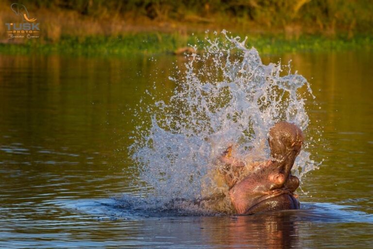 Elephant Plains Game Lodge