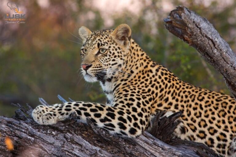 Elephant Plains Game Lodge