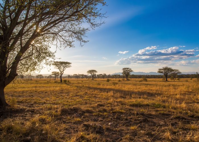 Limpopo Bushveld