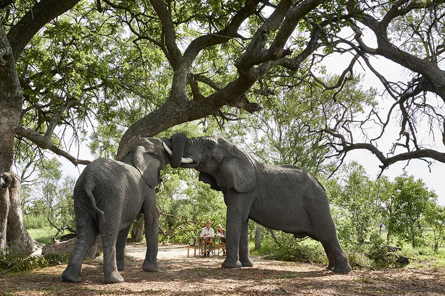 Malaria-Free Big Five Reserves in Africa: The Complete List