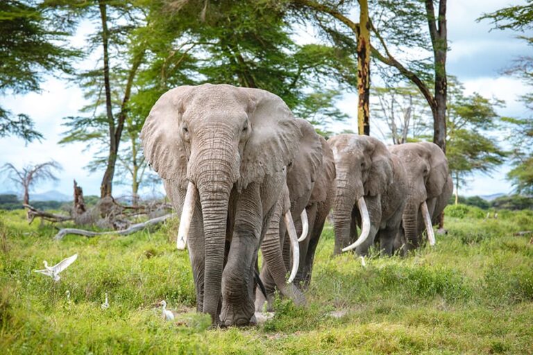 Angama Amboseli