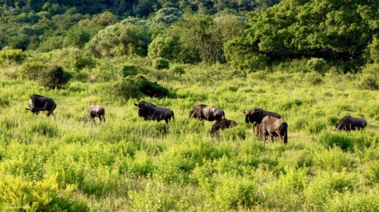 Leshiba Wilderness