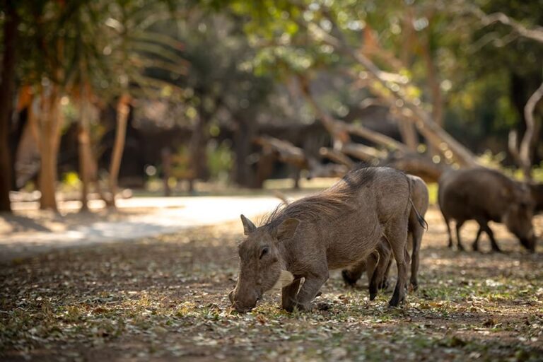 Shiduli Safari Lodge