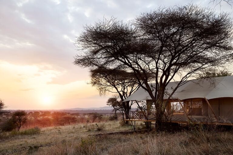 Out of Africa Legend by Laba Explorer