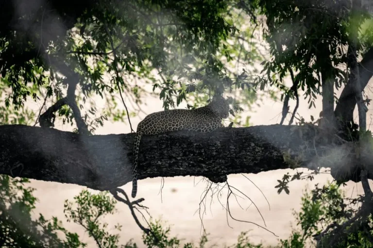 Sandringham Private Game Reserve