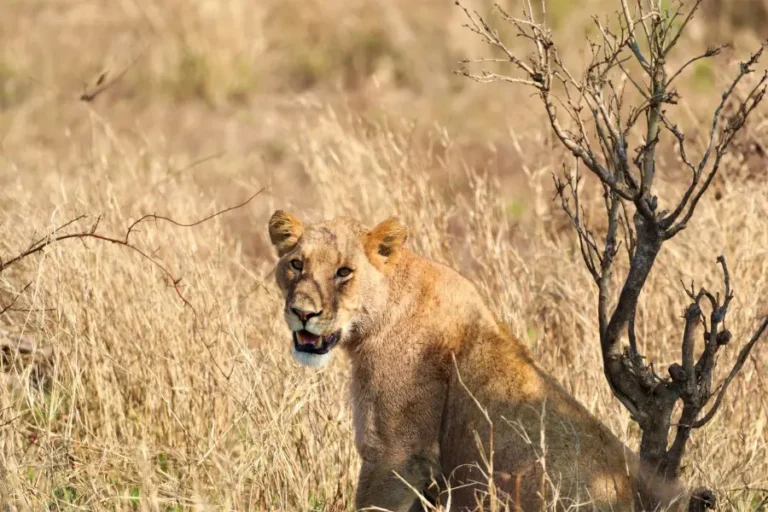 Sandringham Private Game Reserve