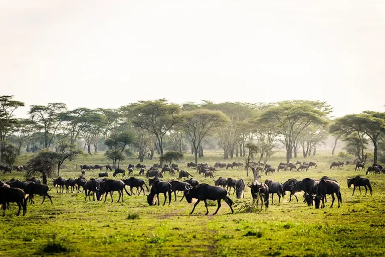 Sanctuary Kichakani Serengeti Camp
