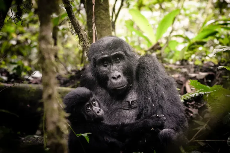 Gorilla Forest Lodge