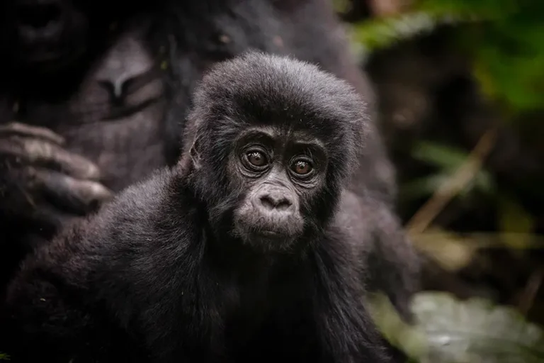 Gorilla Forest Lodge