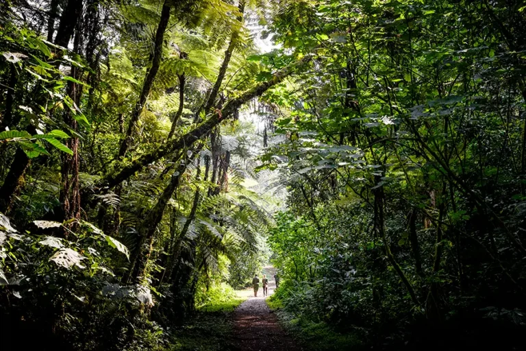 Gorilla Forest Lodge