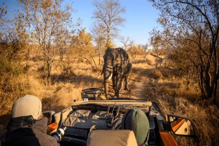 Toro River Lodge