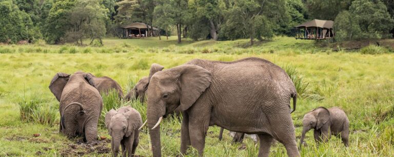 Wilderness Mara