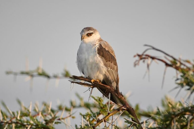 Black-winged kite in the Maasai Mara, Kenya
