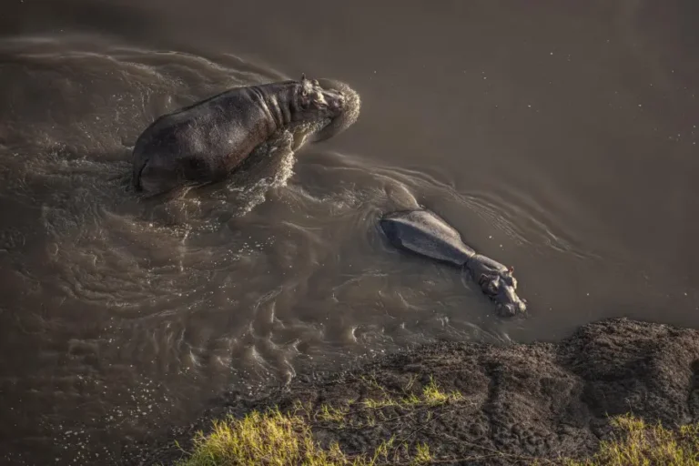 Hippo in the Mara River, Maasai Mara, Kenya
