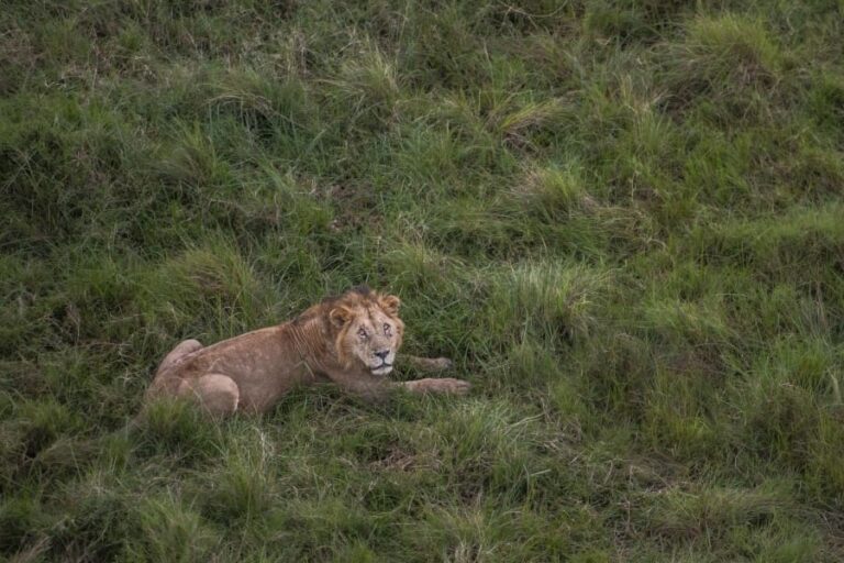 Lion in the Maasai Mara near Wilderness Mara camp, Kenya