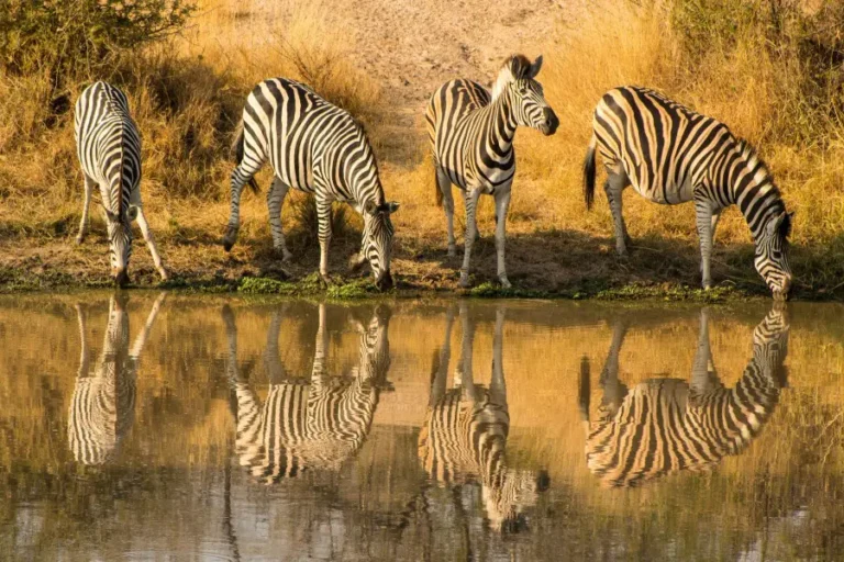 Sandringham Private Game Reserve
