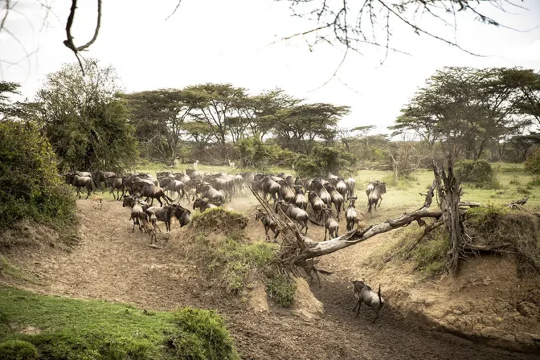 Porini Mara Camp