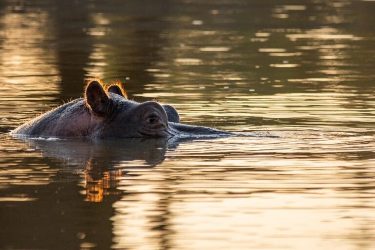 Africa on Foot Lodge