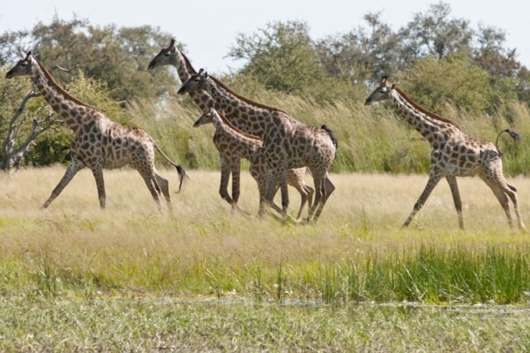 Bomani Tented Lodge