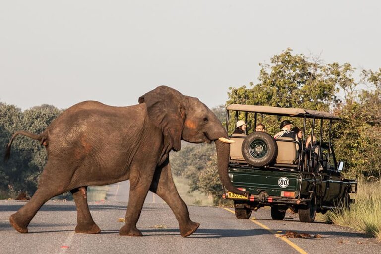 Chobe Safari Lodge
