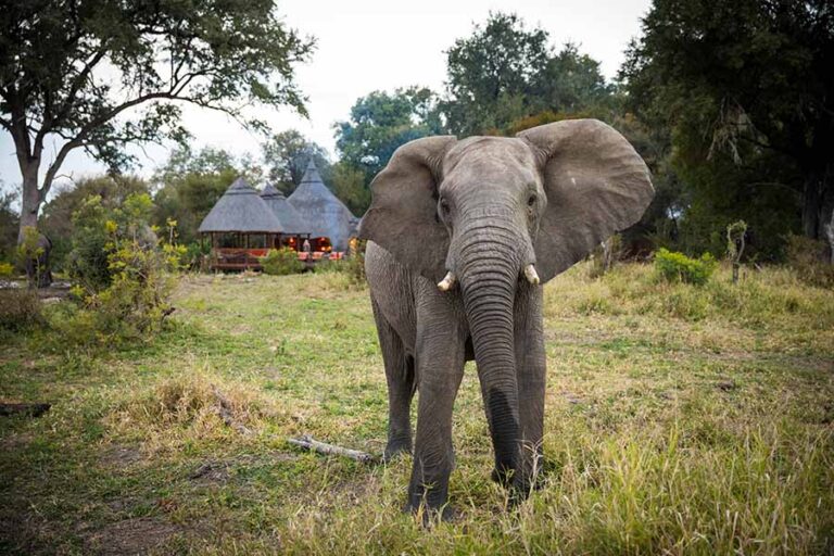 Hoyo Hoyo Safari Lodge