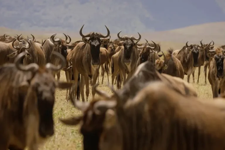 Laba Ngorongoro Lodge