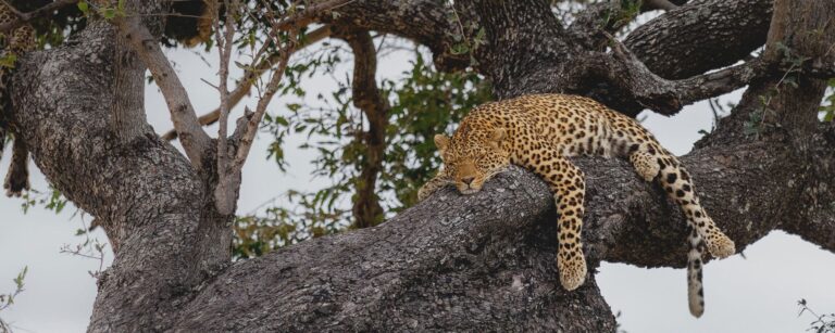 Mbamba