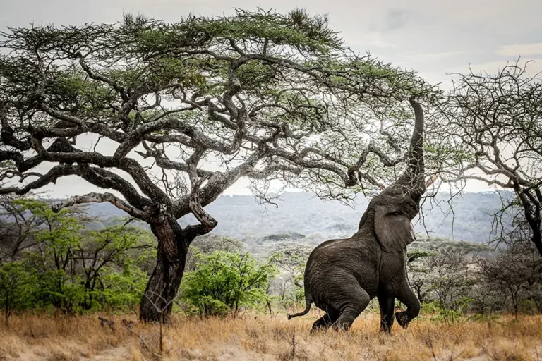 Mila Tented Camp