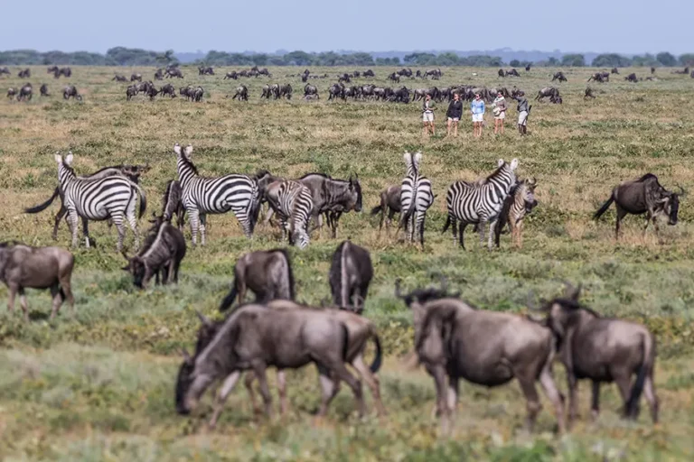 Mila Tented Camp