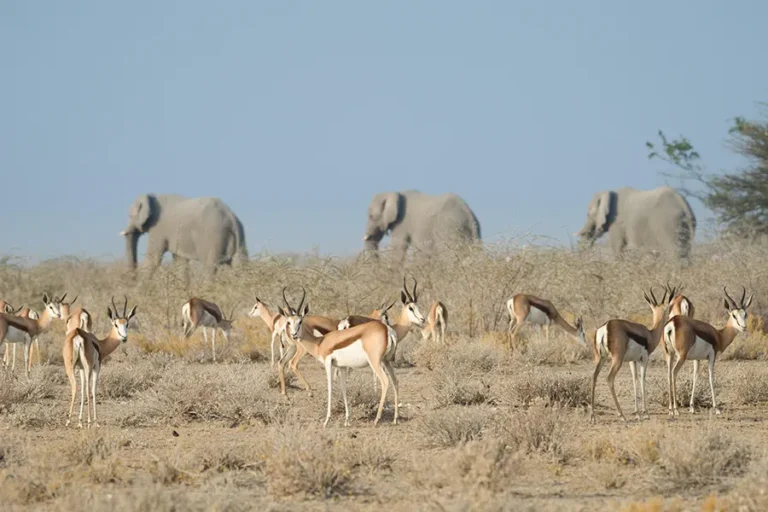 Safarihoek Lodge