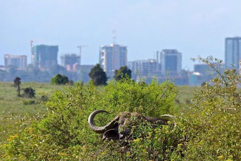Nairobi Tented Camp