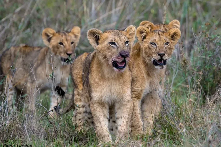 Nairobi Tented Camp
