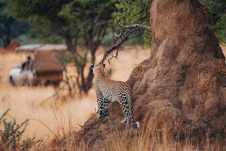 Okonjima Plains Camp