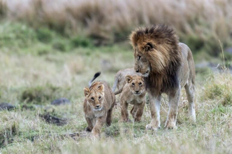 Porini Ol Kinyei Safari Cottages