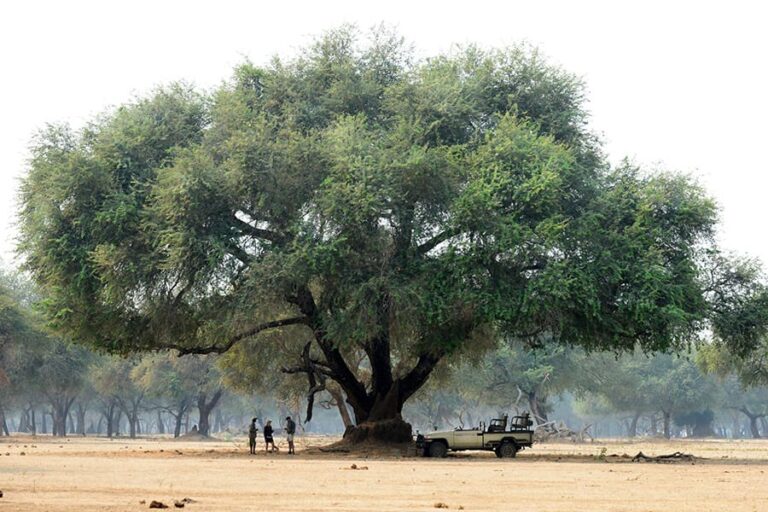 Sausage Tree Camp