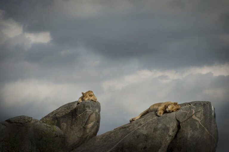 Retreats at Namiri Plains